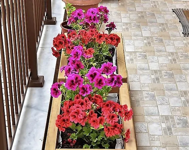 Vayia * 斯塔夫罗斯