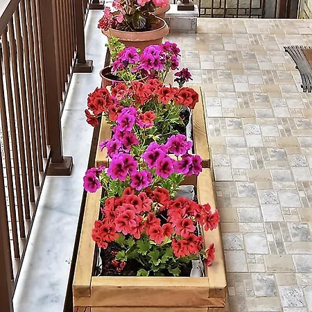 Vayia * ستافروس